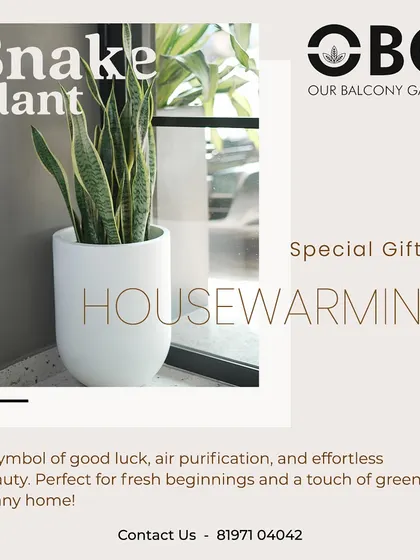The Snake Plant is a perfect housewarming gift. It's a symbol of good luck, purifies the air, and is incredibly easy to care for, making it a thoughtful and lasting gift for any new beginning.