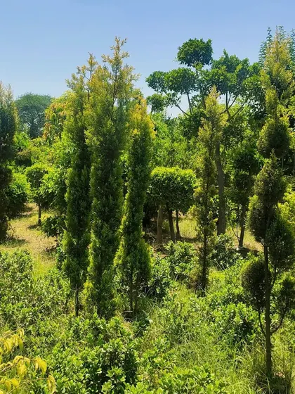 Golden Cypress trees add a wonderful vertical accent and bright yellow-green colour to the landscape. They are hardy and look great all year round.
