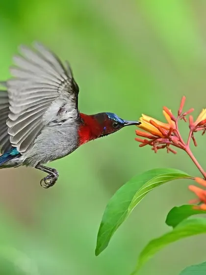A male Vigor's Sunbird demonstrates remarkable aerial skill, hovering to feed on the nectar of a Scarlet Firebush. This high-energy maneuver is a perfect example of ornithophily, or flower pollination by birds, a beautiful exchange of energy.