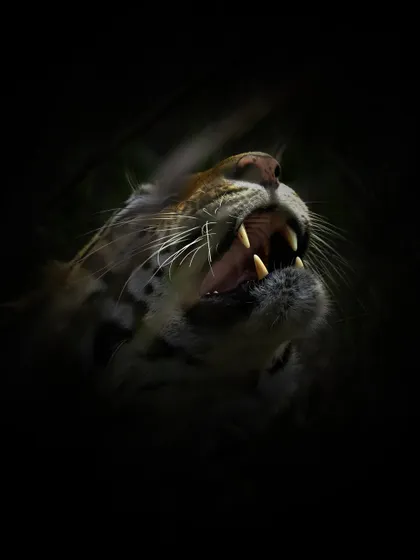 The raw power of a tiger's snarl, captured in a low-key style to emphasize its formidable teeth and whiskers. This is a display of dominance, and getting this shot requires understanding the animal's mood and respecting its space.