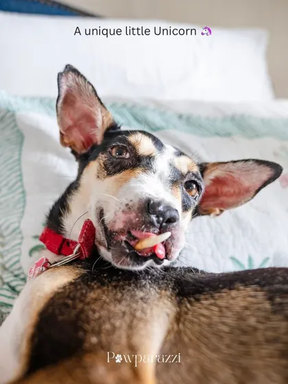 A portrait of Choco, the "unique little unicorn." Her physical scars don't define her; her loving, trusting spirit does.