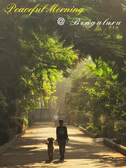 A peaceful morning walk in Bengaluru with my best companion. The tree-lined streets create a beautiful, natural canopy.