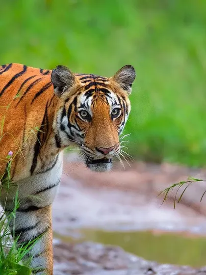 A tigress from Bandipur Tiger Reserve peers from behind a tree. This shot captures that heart-stopping moment of encounter, where the jungle suddenly reveals one of its most stunning inhabitants.