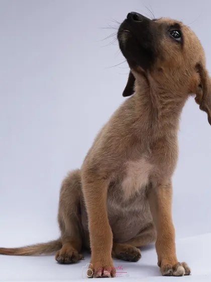 A beautiful, hopeful portrait of a puppy looking up, captured during a studio session for an adoption appeal.