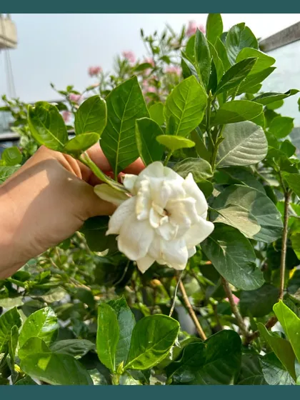 A hand holding fragrant white Gardenia (Ananta) flowers. These native blooms are perfect for creating a sensory garden that delights with its rich perfume.