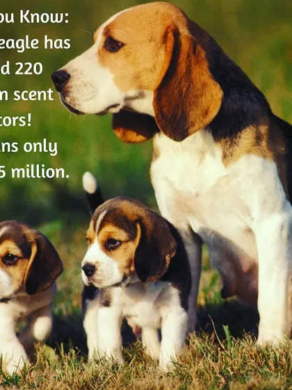 A fun fact about the Beagle's incredible sense of smell. Beyond cute trivia, understanding a breed's natural instincts is part of being a responsible pet owner, and we encourage learning about your chosen breed.