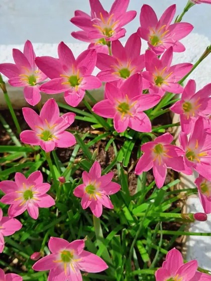 Another close-up of the pink Rain Lilies.