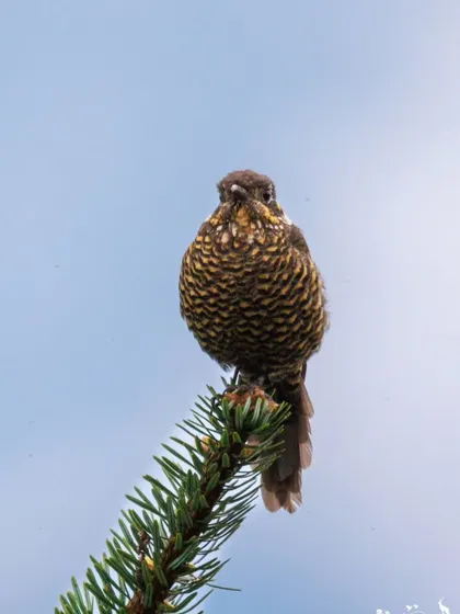 A frontal view of a Scaly Thrush on a pine branch. The intricate, scale-like pattern on its feathers is a beautiful example of natural camouflage.