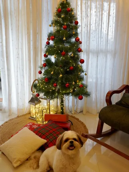 My furry friend is all ready for Christmas. He loves posing by the tree and is the best little helper.