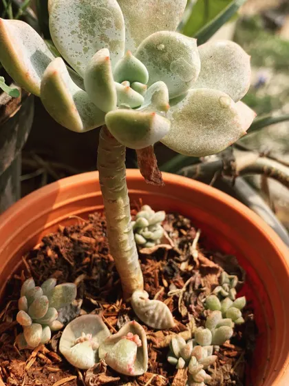 This mother succulent plant is a great example of propagation. You can see the new baby plants, or "pups," sprouting from the base and even from fallen leaves. Each one can be separated to start a new life.