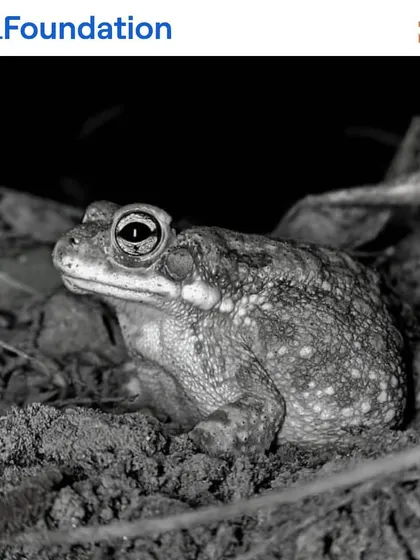 A toad emerges from the soil at night. These nocturnal amphibians help control pests and are a crucial part of the forest floor ecosystem.