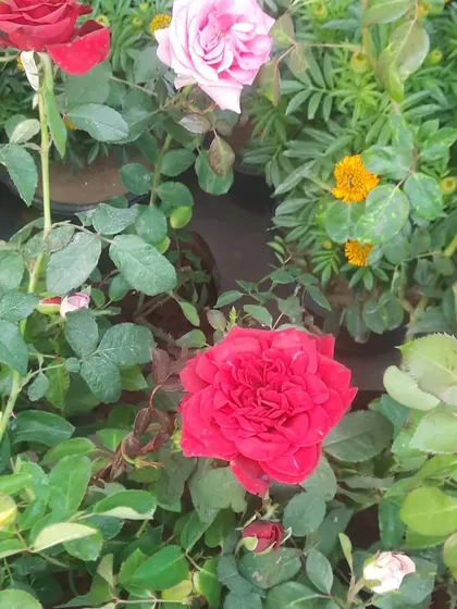 A glimpse of the variety in my nursery, with red and pink roses blooming alongside marigolds. I can help you create a mixed flower bed with continuous blooms.