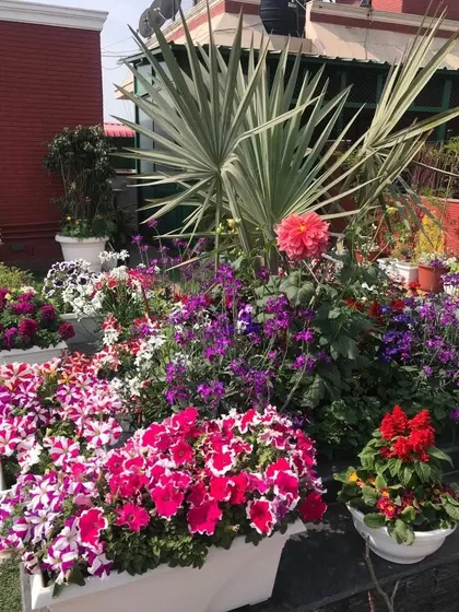 A beautiful rooftop garden overflowing with a colorful mix of petunias, dahlias, and other seasonal flowers. We can help you create and maintain a stunning floral display in any outdoor space.