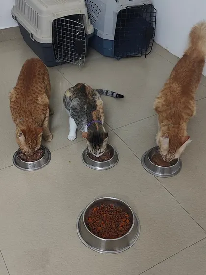I believe in clean and separate meals for everyone. Each cat gets their own spotless stainless steel bowl for food and water to ensure hygiene and prevent any squabbles.