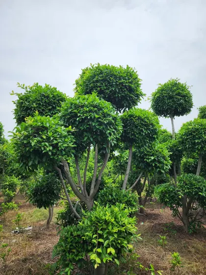 The elegant, branching structure of our Ficus Retusa topiaries is visible in this shot. We prune and shape them to perfection.