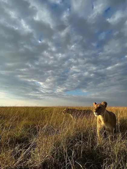Two lionesses on the prowl, captured with a wide-angle lens to show them in their environment under a vast, cloud-filled sky. This perspective tells a story of the hunt and the immense scale of the savanna.