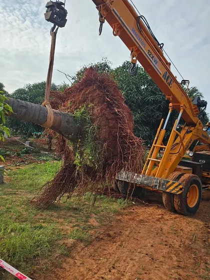 A large tree is transported horizontally by a crane, a necessary technique for navigating obstacles on a site. We plan the entire logistical path from the source to the destination.