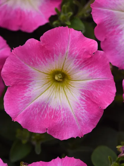 A lovely pink and white star petunia. The crisp white center radiates outwards into soft pink petals, creating a cheerful, eye-catching pattern.