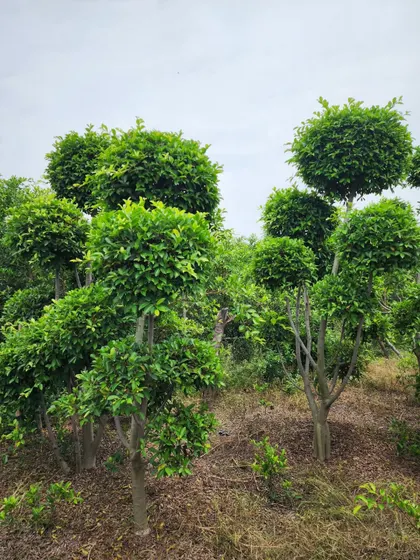 A collection of our Ficus Topiaries at our nursery. We can supply these statement plants in various sizes to suit different landscape scales.