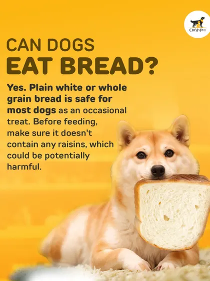 Can dogs eat bread? Yes, a small piece of plain bread is usually okay as an occasional treat, but make sure it doesn't contain harmful ingredients like raisins.