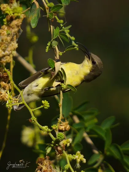 A duplicate of the acrobatic sunbird, a testament to its agility.