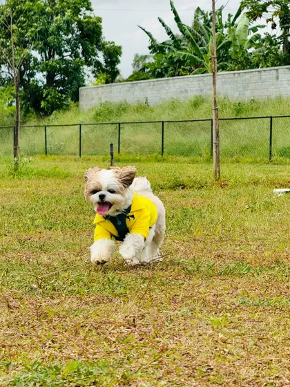 This little Shih Tzu is a yellow blur of happiness as he runs freely across our grassy field.