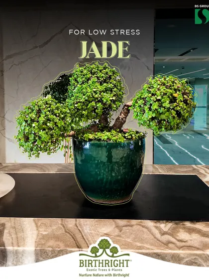 A lush Jade bonsai is known for promoting a low-stress environment. Its vibrant green, rounded leaves are believed to attract good fortune, making it a popular choice for workspaces.