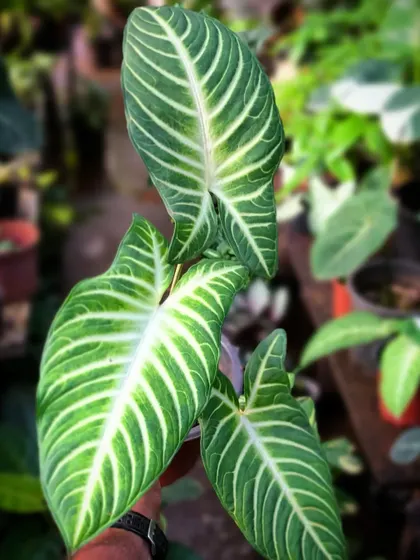 The lovely Xanthosoma Lindenii, also known as Angel's Wings, is an easy-care plant with stunning white and green variegation. A great choice for indoor spaces.