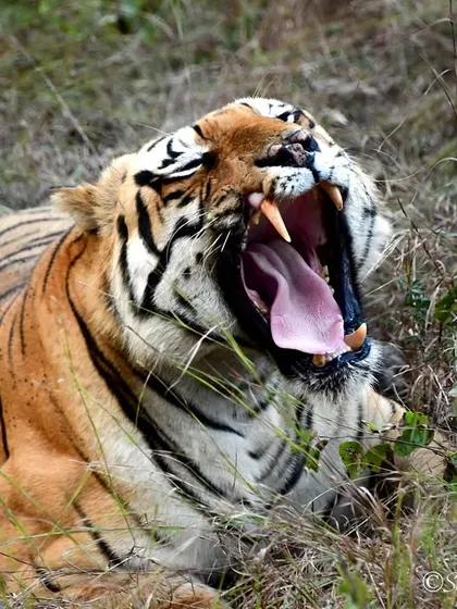The undisputed king of Tadoba, Chota Matka, letting out a massive yawn. A powerful reminder of the raw, untamed nature of these incredible animals.