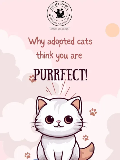 Why adopted cats think you are purrfect. A cute graphic series we created for our cat adoption drive to help people understand the perspective of a rescue cat.