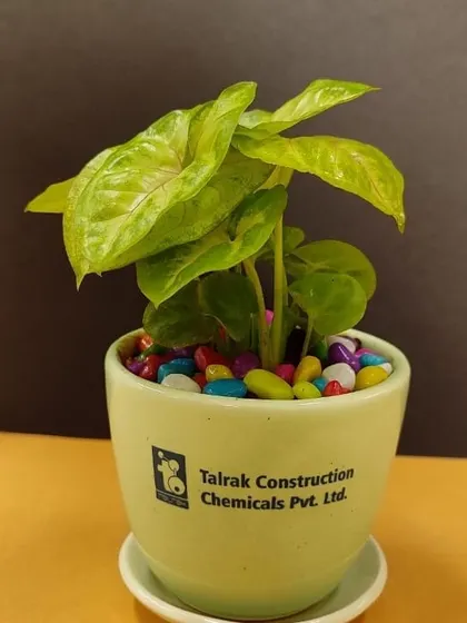 A single branded plant gift for Talrak Construction Chemicals. The light green pot and colorful pebbles create a cheerful look.