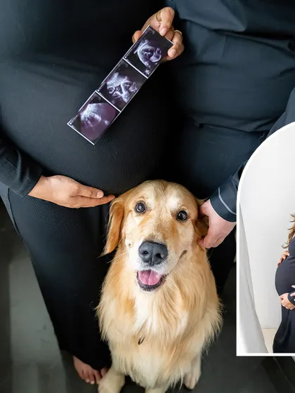 A creative maternity announcement photo with a happy golden retriever sitting in front of its owners, who are holding a sonogram.