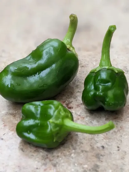A small harvest of green peppers from our terrace garden. The children get to participate in planting, watering, and harvesting, learning where their food comes from.