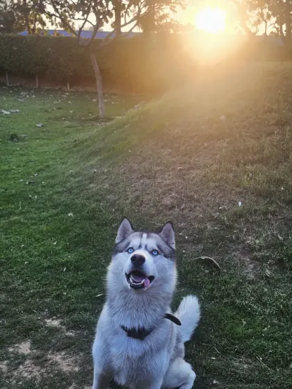 A majestic shot of a husky enjoying the golden hour at our facility. The natural, open environment is perfect for creating beautiful memories.