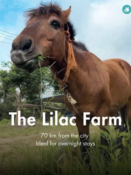 The Lilac Farm, 70 km from the city, is a rustic farm stay where your dog can enjoy plenty of open space.