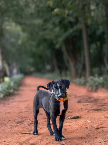 A rescued indie puppy on a dirt path, looking confidently at the camera. Outdoor shoots are great for making adoption portraits feel natural and hopeful.