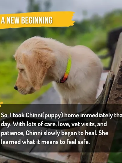 A new beginning. With lots of care, love, and proper vet visits, Chinni slowly began to heal and learned what it felt like to be safe and loved.