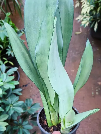 The Sansevieria 'Moonshine' has a beautiful, ghostly silver-green color. It's a very elegant and low-maintenance air purifier.