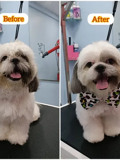 Zazu the Shih Tzu's transformation. We gave him a cute, manageable cut that keeps him looking his best.