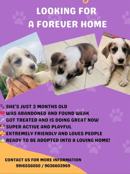 This 2 month old puppy was abandoned and found weak, but is now a super active and playful girl. She is ready to be adopted into a loving home in Bangalore.