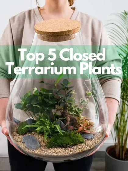 To help you get started, here are my top five plant recommendations for a closed terrarium. These varieties love humidity and will create a lush, vibrant mini-jungle inside your glass garden.