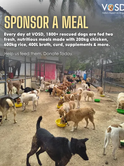 The numbers are staggering, but the need is real. Every donation helps us purchase the immense quantity of ingredients required to feed our sanctuary residents.