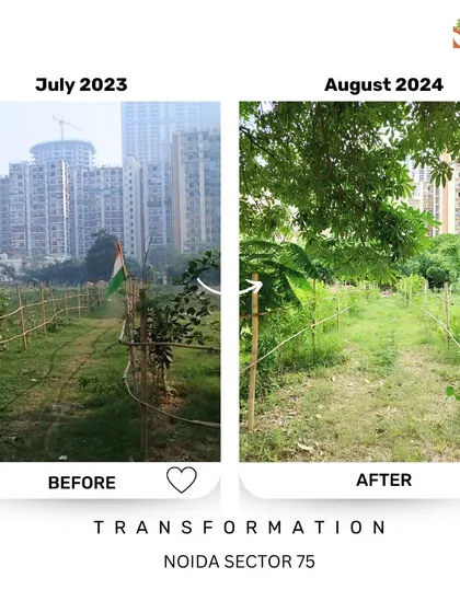 Seeing is believing. This is the transformation at our Noida Sector 75 site in just one year, from a barren patch of land to a thriving young forest. This is the real, visible impact of community effort and consistent care.