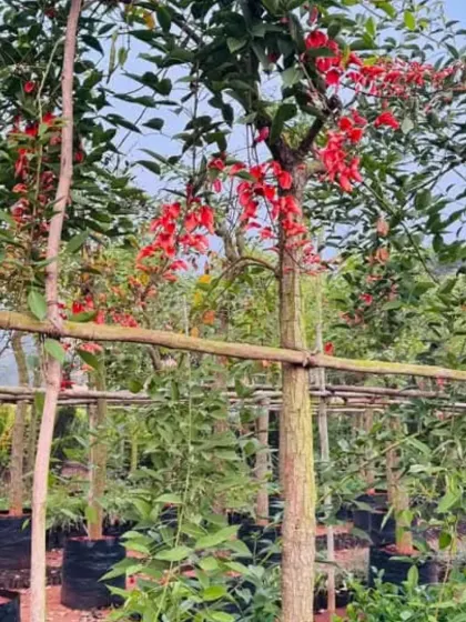 A unique flowering tree with bright red blooms, adding an exotic touch to the nursery's collection.
