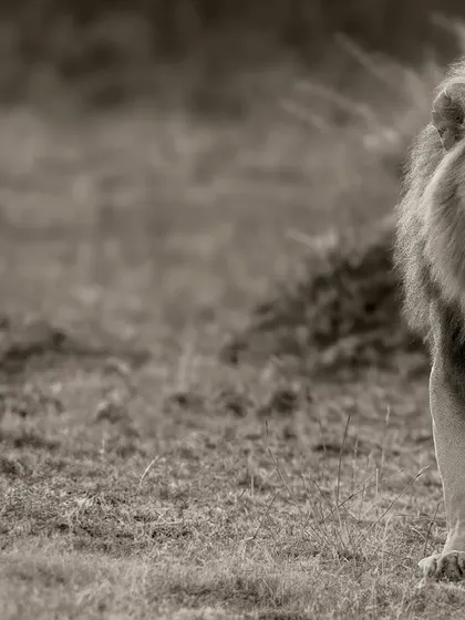 A modern, artistic take on a classic subject. The focus is on the lion's intense gaze and the story it tells.