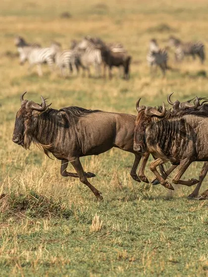 The wildebeest herd scatters in panic. Capturing the frantic energy of the herd is just as important as focusing on the predator. It tells the complete story of the chase.