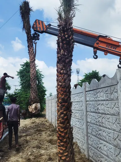 Our team guides the crane operator to precisely place a mature Date Palm into its designated spot.
