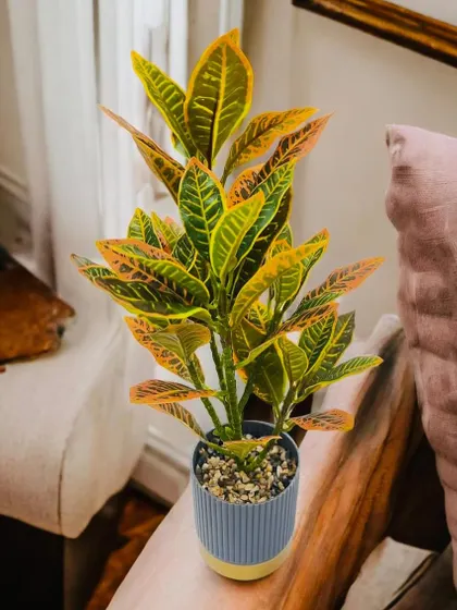 This tabletop artificial croton plant shows the realistic detail in my smaller decor items. The variegated yellow and green leaves bring a pop of color to any desk, shelf, or side table, offering the look of a live plant with zero effort.