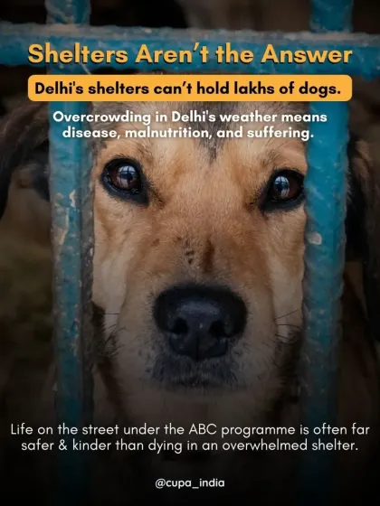 Shelters are not the answer for lakhs of dogs. Overcrowding leads to disease, malnutrition, and suffering, a fate far worse than life on the street under the ABC program.