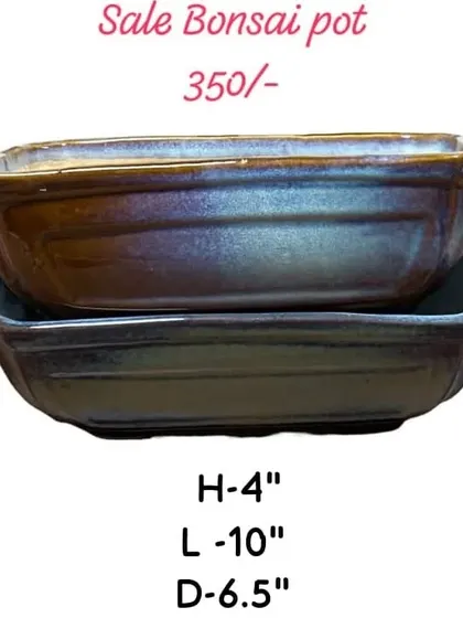 A classic rectangular bonsai pot, perfect for creating a traditional look. This one is 10 inches long and has a beautiful, subtle glaze.